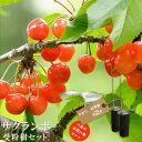 【限定販売】 人気のサクランボ 受粉樹2点セット (さおりと紅秀峰) 1年生 接ぎ木 苗