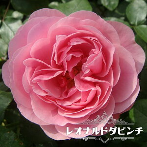 【バラ苗】 レオナルドダビンチ 大苗 つるバラ ピンク バラ 苗 つるばら 薔薇 np