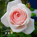 四季咲き強香つるバラ 【ナエマ】 2年生大苗 6号ポット 【予約販売】12月～翌年1月中に順次入荷。