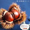 【限定販売】 人気の栗 受粉樹2点セット (ぽろたんとぽろすけ) 1年生 接ぎ木 苗 果樹 果樹苗木