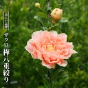 【ハナヒロバリュー】 ザクロ 樺八重絞り 3.5号ポット苗
