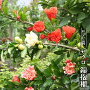 咲き分け花ザクロ 【錦袍榴】 3.5号ポット苗 【ハナヒロバリュー】