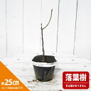 モモ 紫葉 縁絞り 3.5号ポット苗 【ハナヒロバリュー】