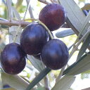 オリーブの木 ミッション 2年生苗 庭木 常緑樹 オリーブ 苗 olive 苗木