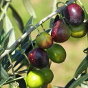 オリーブの木 ルッカ 2年生苗 庭木 常緑樹 オリーブ 苗 olive 苗木