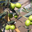 オリーブの木 チプレシーノ（シプレシーノ）2年生 ポット苗 庭木 常緑樹 オリーブ 苗 olive 苗木