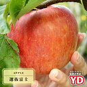 りんご 【YD選抜富士】 1年生 わい性台木 接木 苗
