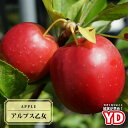 りんご 【YDアルプス乙女】 1年生 わい性台木 接木苗