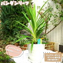 アジアンハーブ 【パンダンリーフ】 ニオイタコノキ バイトーイ フレグラーポット大苗 鉢植え 受け皿付き