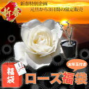 ■送料無料■ローズ福袋  バラ 苗 福袋 2013 ベストローズ 薔薇★新春特別販売 ベストローズ 福袋 初心者の方も安心の福袋 お年玉付き 大苗バラ バラ 苗 福袋 薔薇