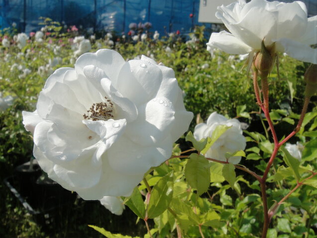 【バラ苗】 つるアイスバーグ （CL) 国産苗 大苗 6号ポット 白色 強健 バラ 苗 つるバラ ツルバラ つるばら 薔薇
