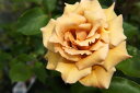 【バラ苗】 つるジュリア 大苗 つるバラ 茶色 バラ 苗 つるばら 薔薇 バラ苗木 np