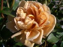 【バラ苗】 カフェ 大苗 木立バラ 四季咲き 茶色 バラ 苗 薔薇 バラ苗木 np