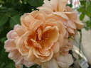 【バラ苗】 カフェ 角鉢新苗 木立バラ 四季咲き 茶色 バラ 苗 薔薇 バラ苗木
