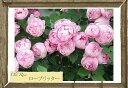 【バラ苗】 ローブリッター (オールドローズ) 国産苗 1年生 新苗 ピンク バラ 苗 薔薇