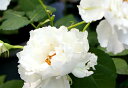 【バラ苗】 ルブラン (河本バラ園)【国産苗】 1年生新苗 四季咲き 白色 バラ 苗 薔薇