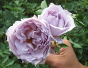 【バラ苗】 ルシファー 大苗 木立バラ 【河本バラ園】 四季咲き 青紫色 強香 バラ 苗 薔薇 バラ苗木
