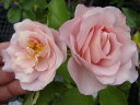 【バラ苗】 スブニールドゥルイアマード大苗 デルバール Del 四季咲き ピンク 強香 強健 薔薇 バラ苗木
