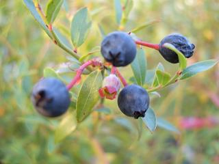 ■掘り出しもの■ワイルドブルーベリー ビルベリー 根巻き大苗 ブルーベリー苗 blueberry目にとってもいいアントシアニンが豊富！！