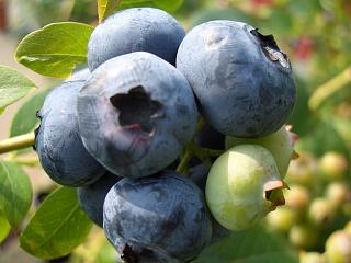 ブルーベリー 苗 ノーザンハイブッシュ系 苗2本 ブルーベリーの土 ガーデンバッグの簡単スタートセット ブルーベリー苗 blueberry