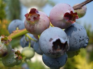 ブルーベリー 苗 ラビットアイ系 苗2本 ブルーベリーの土 ガーデンバッグの簡単スタートセット ブルーベリー苗 blueberry初心者さんを応援します。