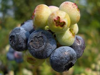 ブルーベリー 苗 ノビリス ラビットアイ系2年生苗 ブルーベリー苗 blueberry