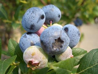 ブルーベリー 苗 シャープブルー サザンハイブッシュ系2年生苗 ブルーベリー苗 blueberry