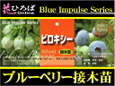 ブルーベリー 苗木 ビロキシー サザンハイブッシュ系 接ぎ木苗 ブルーベリー苗【ブルーインパルス】 blueberry