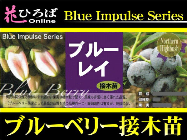 ブルーベリー 苗木 ブルーレイ ノーザンハイブッシ