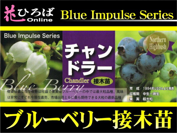 ブルーベリー 苗木 チャンドラー ノーザンハイブッ