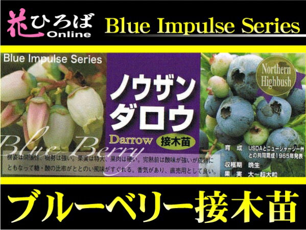 ブルーベリー 苗木 ダロウ ノーザンハイブッシュ系