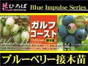 ブルーベリー 苗木 ガルフコースト サザンハイブッシュ系 接ぎ木苗 ブルーベリー苗【ブルーインパルス】 blueberry
