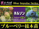 ブルーベリー 苗木 ネルソン ノーザンハイブッシュ系3年生 接ぎ木大苗 ブルーベリー苗【ブルーインパルス】 blueberry 【予約販売】【2017年10月中旬頃お届け予定】