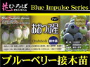 ブルーベリー 苗木 おおつぶ星 ノーザンハイブッシュ系 2年生 接ぎ木苗 ブルーベリー苗【ブルーインパルス】 blueberry 【予約販売】【2017年10月中旬頃お届け予定】