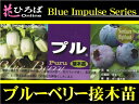 ブルーベリー 苗木 プル ノーザンハイブッシュ系 接ぎ木苗 ブルーベリー苗【ブルーインパルス】 blueberry