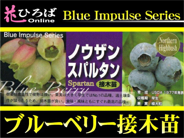 ブルーベリー 苗木 スパルタン ノーザンハイブッシ