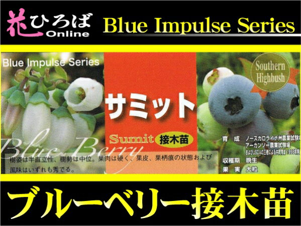 ブルーベリー 苗木 サミット サザンハイブッシュ系