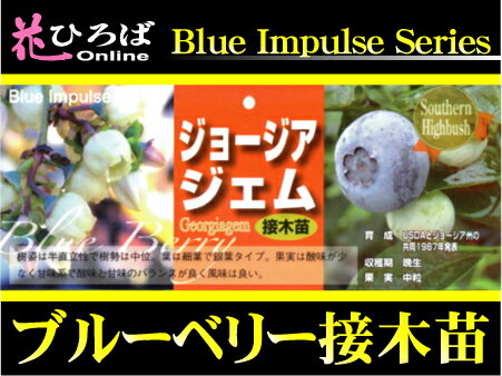 ブルーベリー 苗木 ジョージアジェム サザンハイブ
