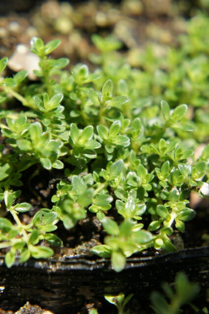 ハーブ 白花クリーピングタイム ホワイト（這いずる性） 【3号・9cmポット苗】 宿根草 苗 多年草 耐寒性