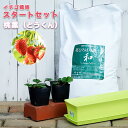 ■店長イチオシ■いちご 苗 栽培スタートセット 桃薫 (トウクン)2株と培養土、プランターのセットイチゴ 四季成り性 初心者おすすめ 【予約販売】9月下旬頃発送予定