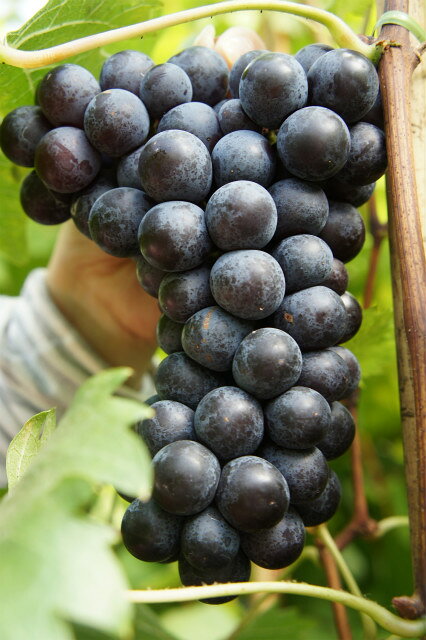 【 ブドウ 苗木 】 シャインマスカット ウィルスフリー 2年生 接ぎ木 苗 ぶどう【産地で剪定済 1.0m苗】