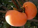 柿は早秋で始まる。どの柿よりも早く収穫できます。　柿　　“早秋（ソウシュウ）”　3年生接木大苗