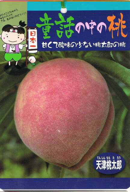 桃 苗 天津桃太郎 （ てんしんももたろう ） 1年生 接ぎ木 苗 果樹苗木 果樹苗 もも