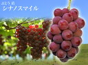 【シナノスマイル】 赤ぶどう 3年生接木大苗 1m苗 ウィルスフリー 【産地で剪定済 1.0m苗】 【予約販売】10月下旬頃発送予定。