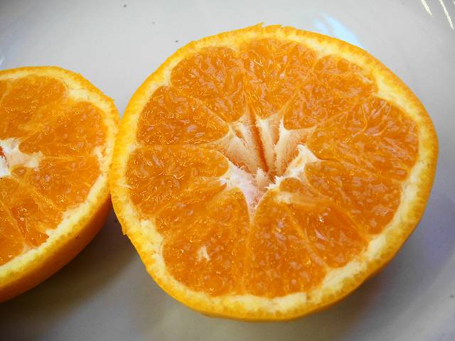 はれひめ 2年生 接ぎ木 苗 果樹苗木 果樹苗香り豊かな柑橘。 果樹苗