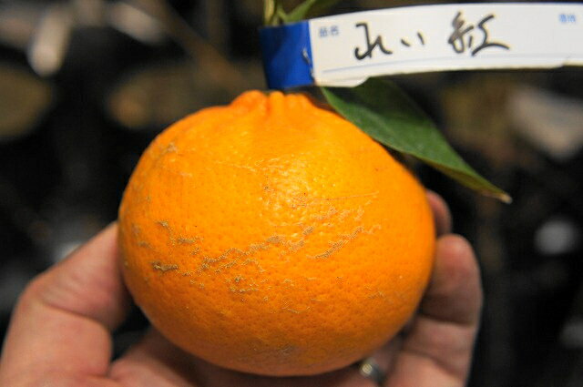 みかん 苗 麗紅 （れいこう） オレンジ 2年生 接ぎ木 苗 果樹苗木 果樹苗 蜜柑香りよい話題の新柑橘 果樹苗