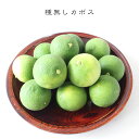 カボス 苗 種無しカボス 3年生 接ぎ木 大苗 【産地で剪定済 1.0m苗】 果樹苗 果樹苗木 柑橘 【予約販売】【2017年9月中旬頃お届け予定】
