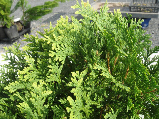 ̷Ϥιբ˥եȥ󥭥ȡ4ݥå