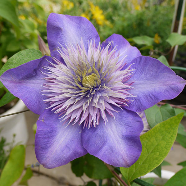 クレマチス “マルチブルー”(マルチ ブルー) 紫色 四季咲き 苗
