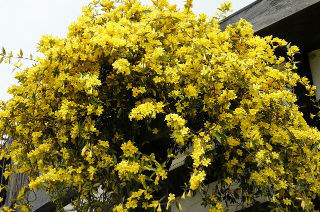 カロライナジャスミン5号ポット大苗 生垣 目隠し グランドカバー黄色い明るい花が咲きます。